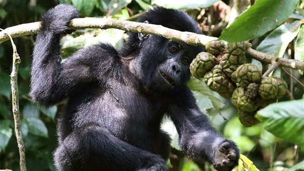 het beroemde gorilla nationaal park Virunga